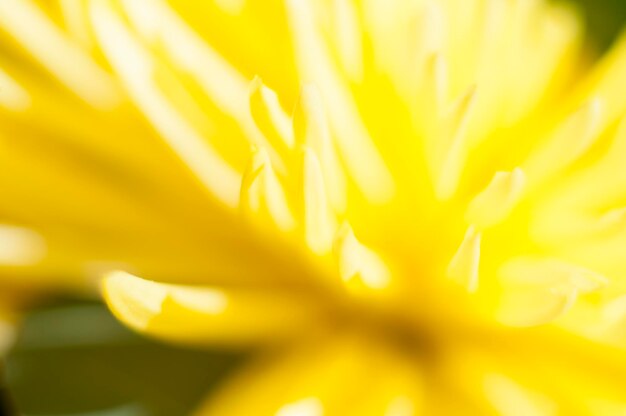 Flowers and daisies with large petals and vivid colors, spring image