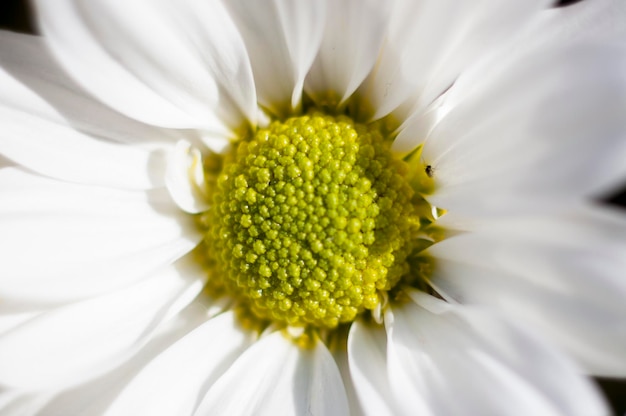 flowers and daisies with large petals and vivid colors, spring image