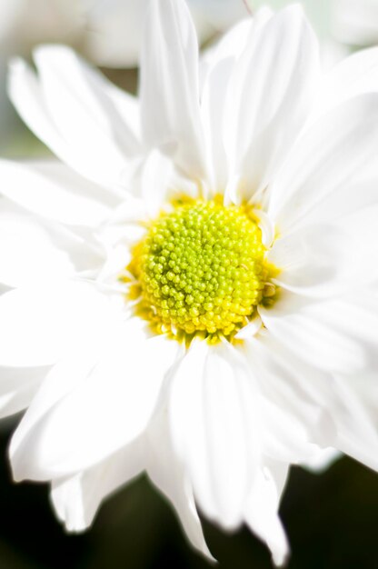 flowers and daisies with large petals and vivid colors, spring image