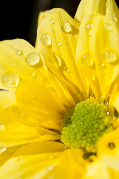 Foto fiori e margherite con petali grandi e colori vividi, immagine primaverile