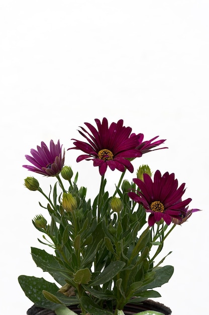 Flowers and daisy blossoms of violet color on white background