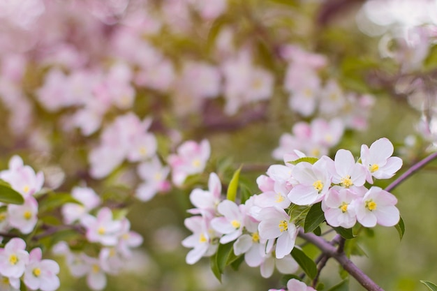 flowers of the decorative apple on the branch