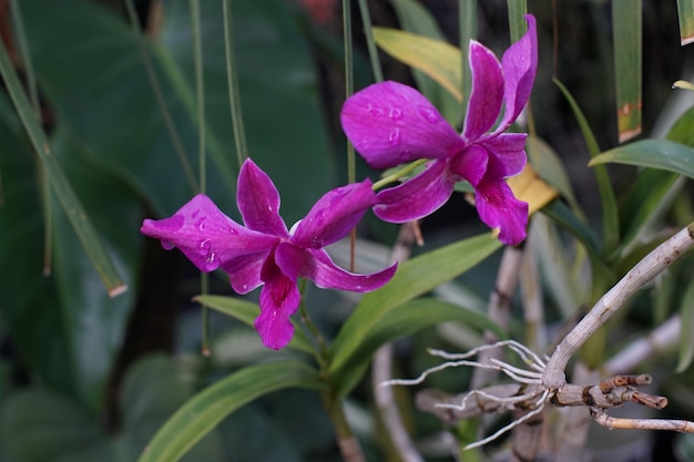 The flowers of the dendrobium orchid plant are purple