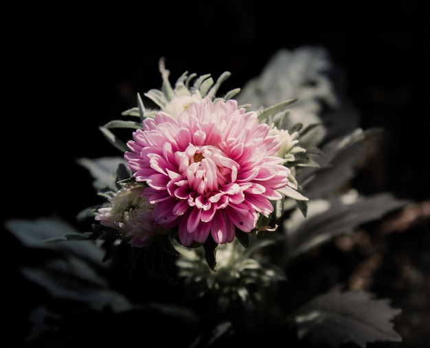 Flowers in the design of natural dark tones.