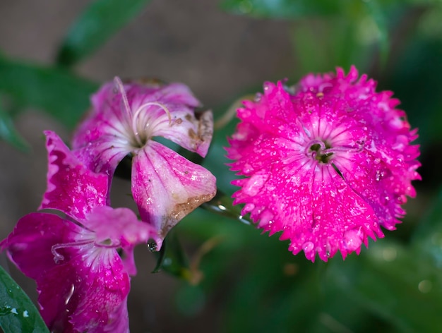 비가 내린 후 Dianthus barbatus의 꽃이 닫힙니다.