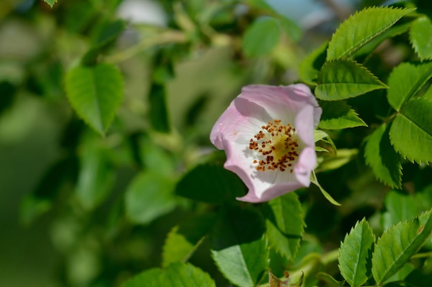 Photo flowers of dog rose rosehip growing in nature