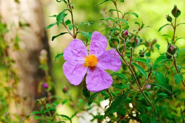 Flowers of dogrose