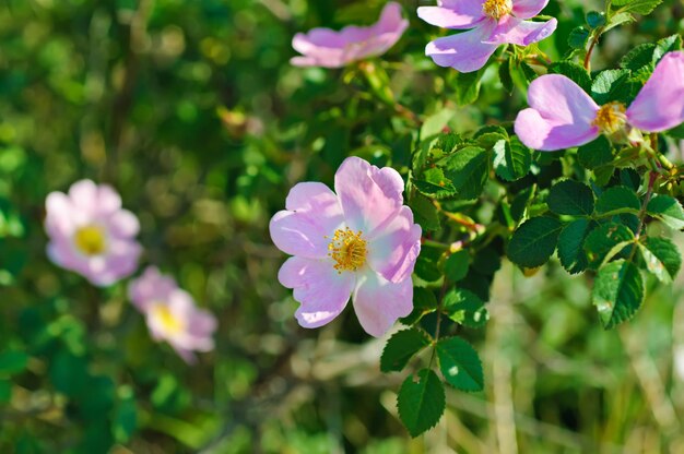 イヌバラの花