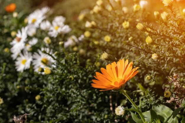 Flowers Doronicum Summer mood in the garden in the evening The rays of the sun in the garden