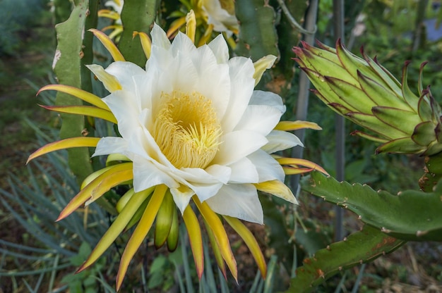 Flowers of dragon fruit on organic farm