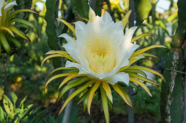 Flowers of dragon fruit on organic farm