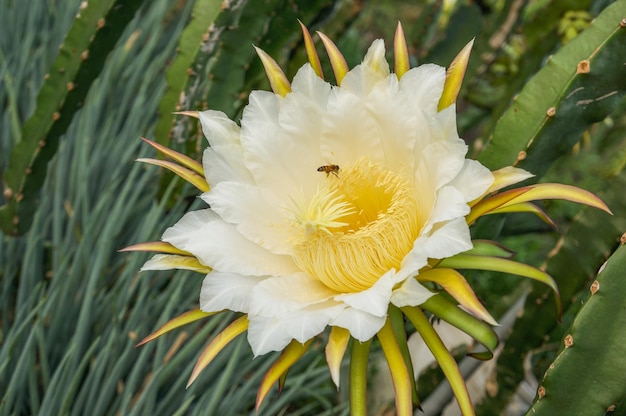 Flowers of dragon fruit with bees on organic farm