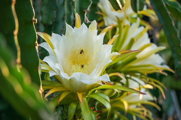 Flowers of dragon fruit with bees on organic farm