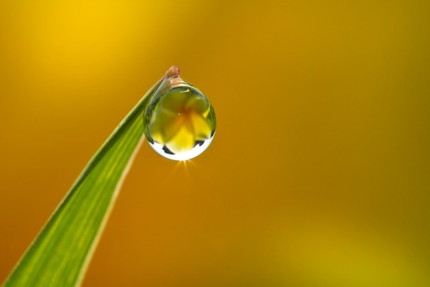 Flowers in the drops of dew on the green grass Nature background