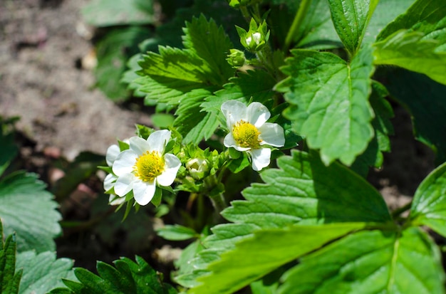 Flowers of early strawberries in the garden