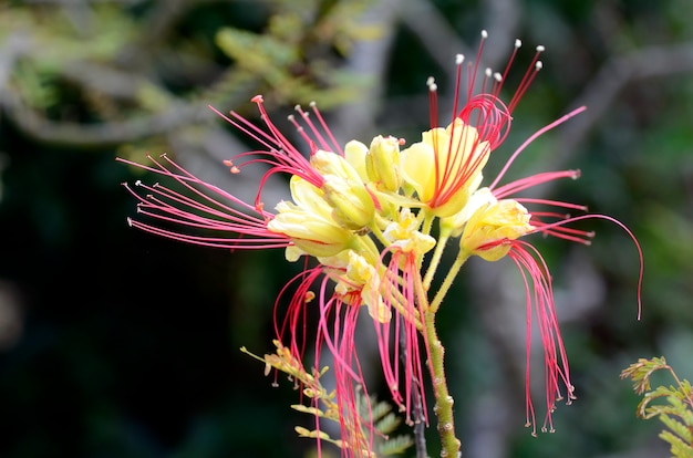 남아메리카에 서식하는 관상용 종인 Erythrostemon gilliesii (또는 Caesalpinia gilliesii)의 꽃