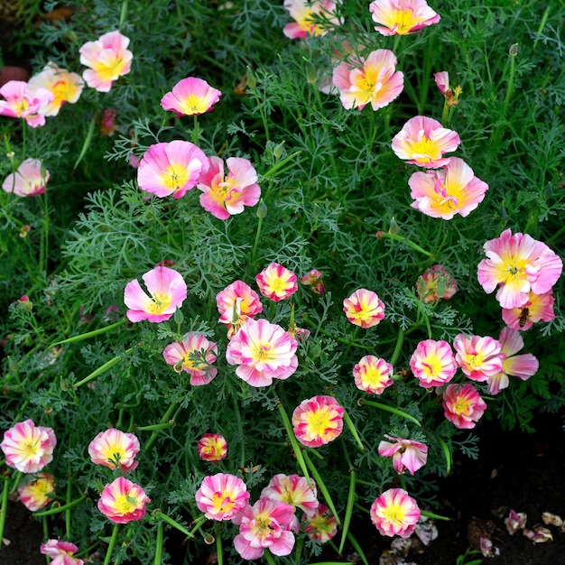 Цветы eschscholzia прекрасны на клумбах в пестром саду. Плоская планировка, вид сверху