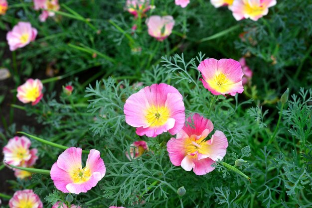 Flowers eschscholzia beautiful on the flowerbeds in the garden colorful. Flat lay, top view