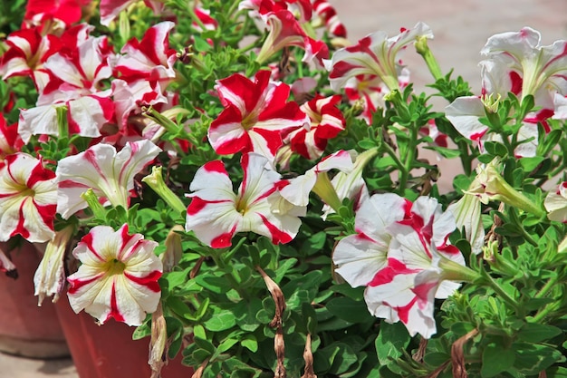파키스탄 카이푸르 신드의 파이즈 마할 궁전의 꽃