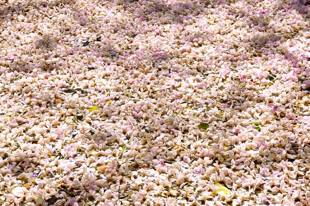 写真 花は地面の木から落ちる