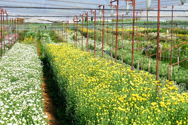 Foto fattoria di fiori