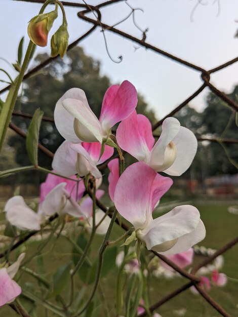 Flowers in a fenced in area