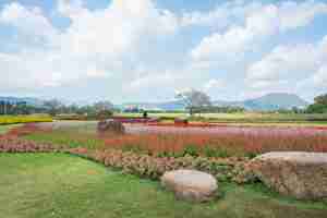 Photo flowers field in boon rawd farm chiangrai thailand