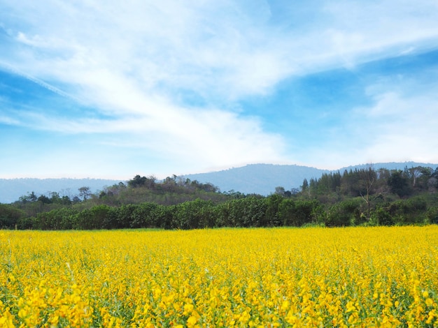 Flowers field for springtime or summer 