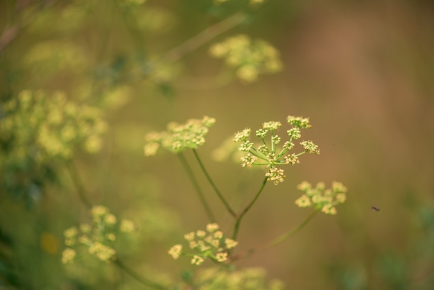 Flowers of the field