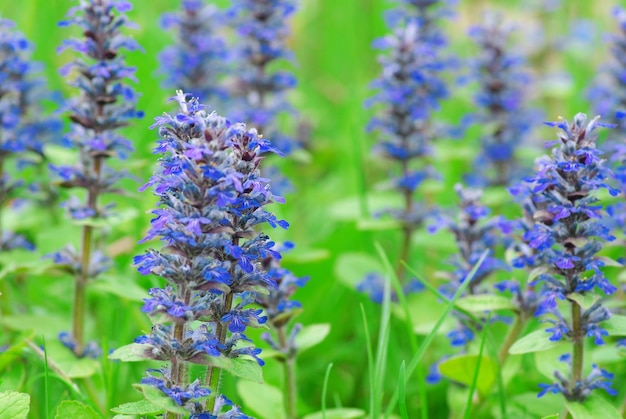 Flowers on field