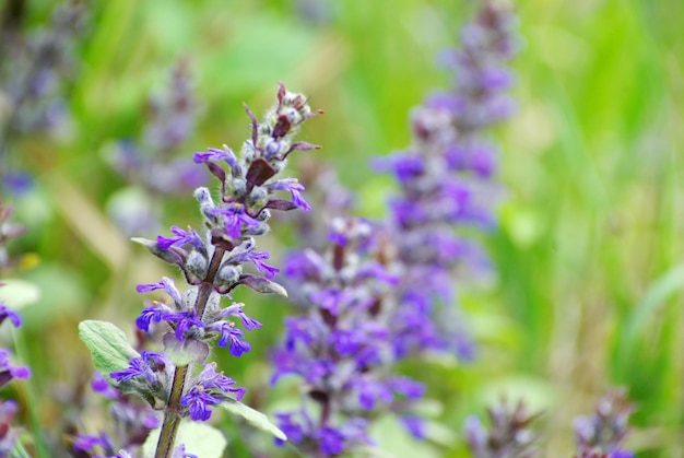 Flowers on field