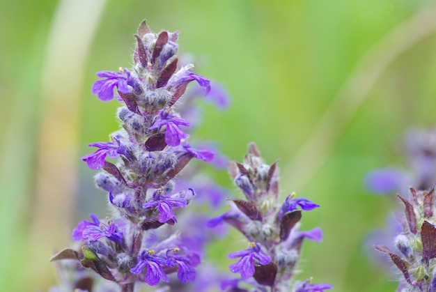 Flowers on field