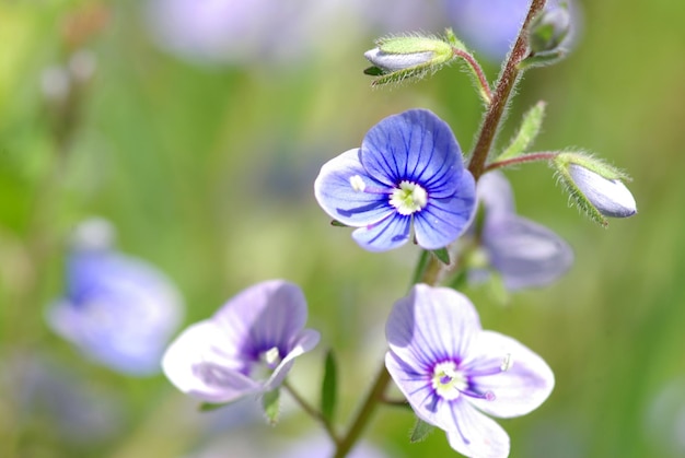 フィールドの花