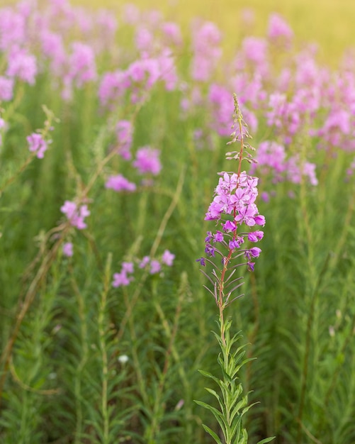 Flowers fireweed or Ivantea growing on meadow with sunlight Delicious and healthy natural herbs