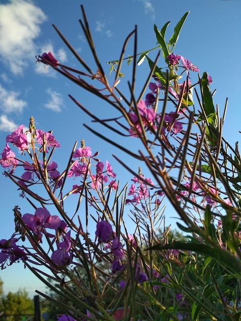 青い空の自然林を背景に花のヤナギラン晴れた夏の午後