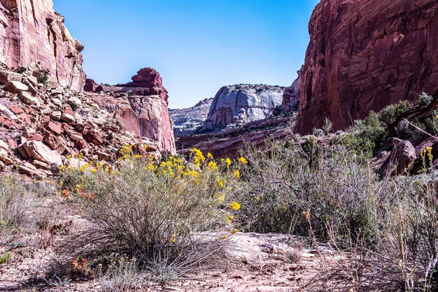 Flowers Flourish in The Grand Wash of Capitol Reef National Park