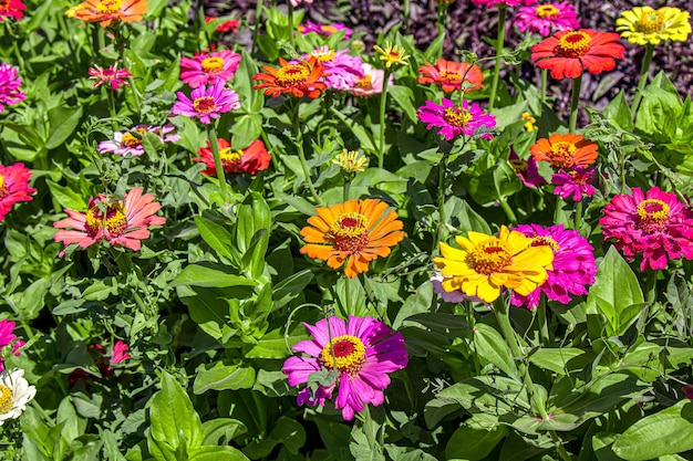 公園の花壇の花が背景としてクローズアップ