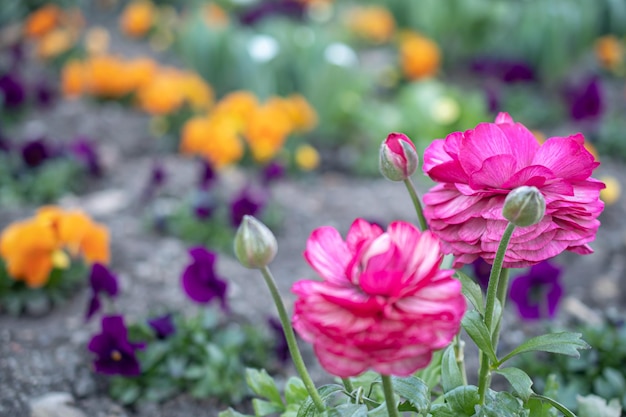 Flowers in a flowerbed in the park