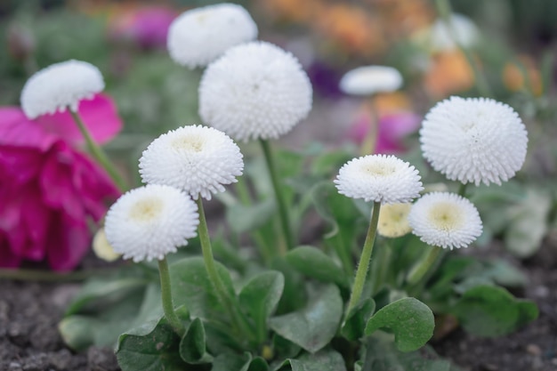 Flowers in a flowerbed in the park