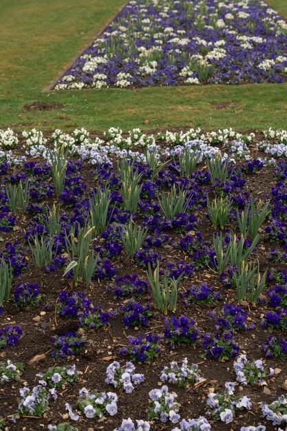 Photo flowers in a flowerbed in the park