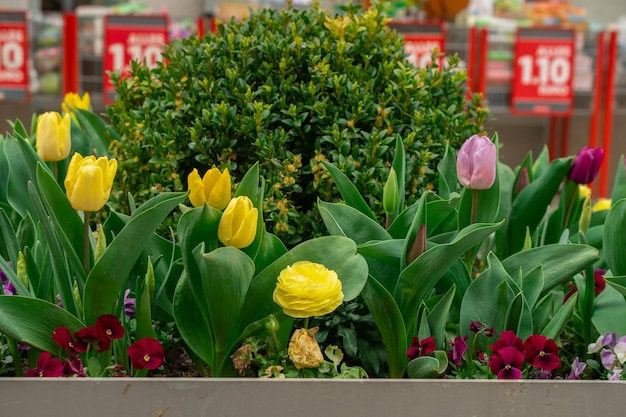 Flowers in a flowerbed in the park