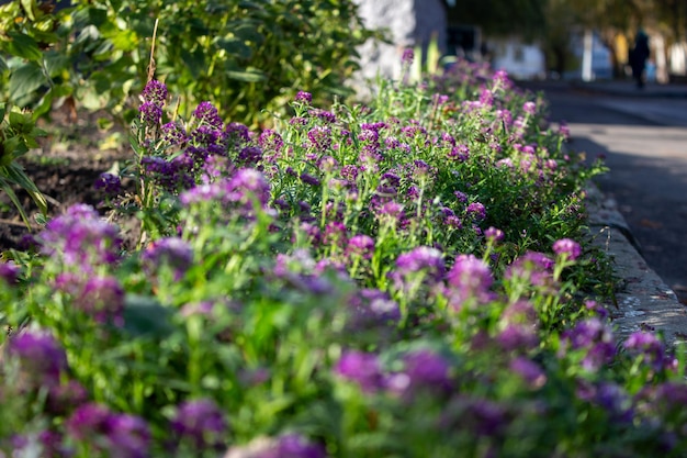 Flowers in a flowerbed