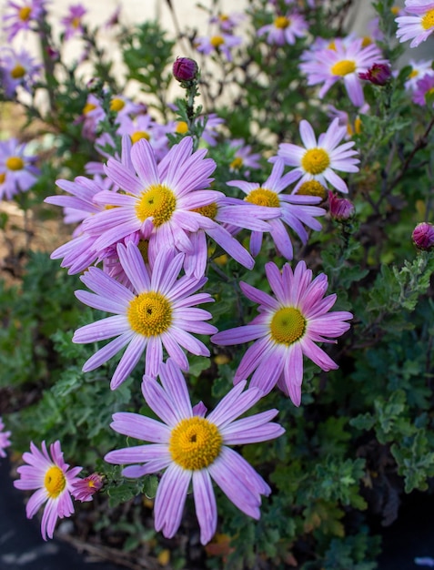 Photo flowers in a flowerbed