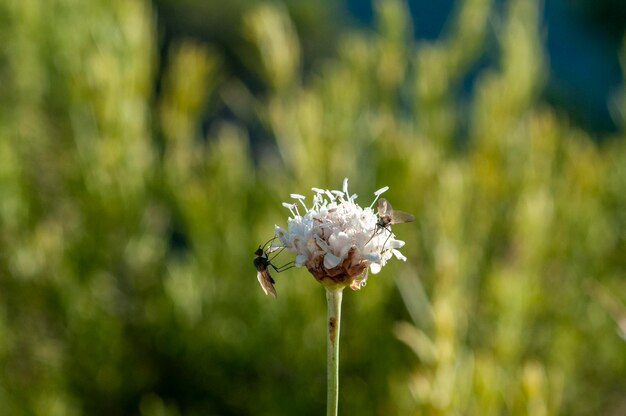 Photo flowers of the forest in daylight