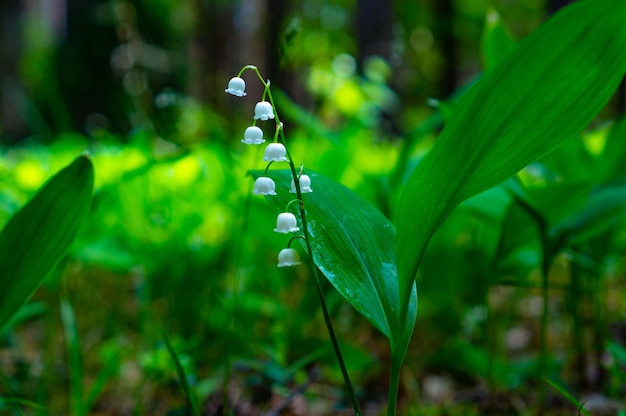 Flowers of the forest lily of the valley in a clearing closeup