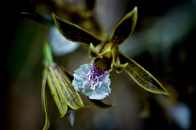 Foto fiori della foresta