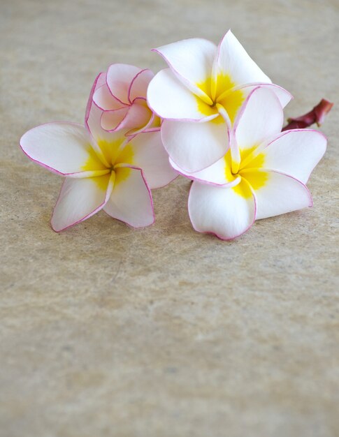 大理石の背景に花フランジパニ