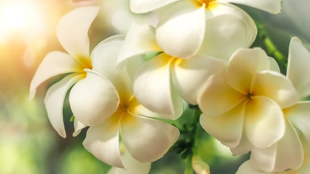 flowers frangipani Plumeria