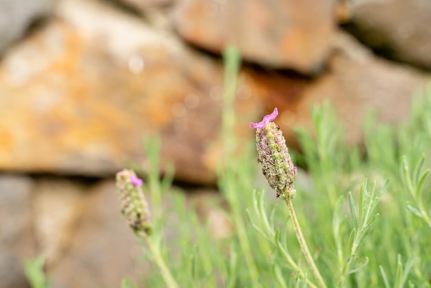 프랑스 라벤더 또는 Lavandula stoechas의 꽃이 들판에서 자랍니다.