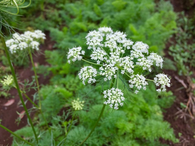 庭の野生植物の花